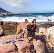 Load image into Gallery viewer, Jellyfish - Reversible Harness