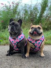 Load image into Gallery viewer, Jellyfish - Reversible Harness, Collar & Lead Bundle