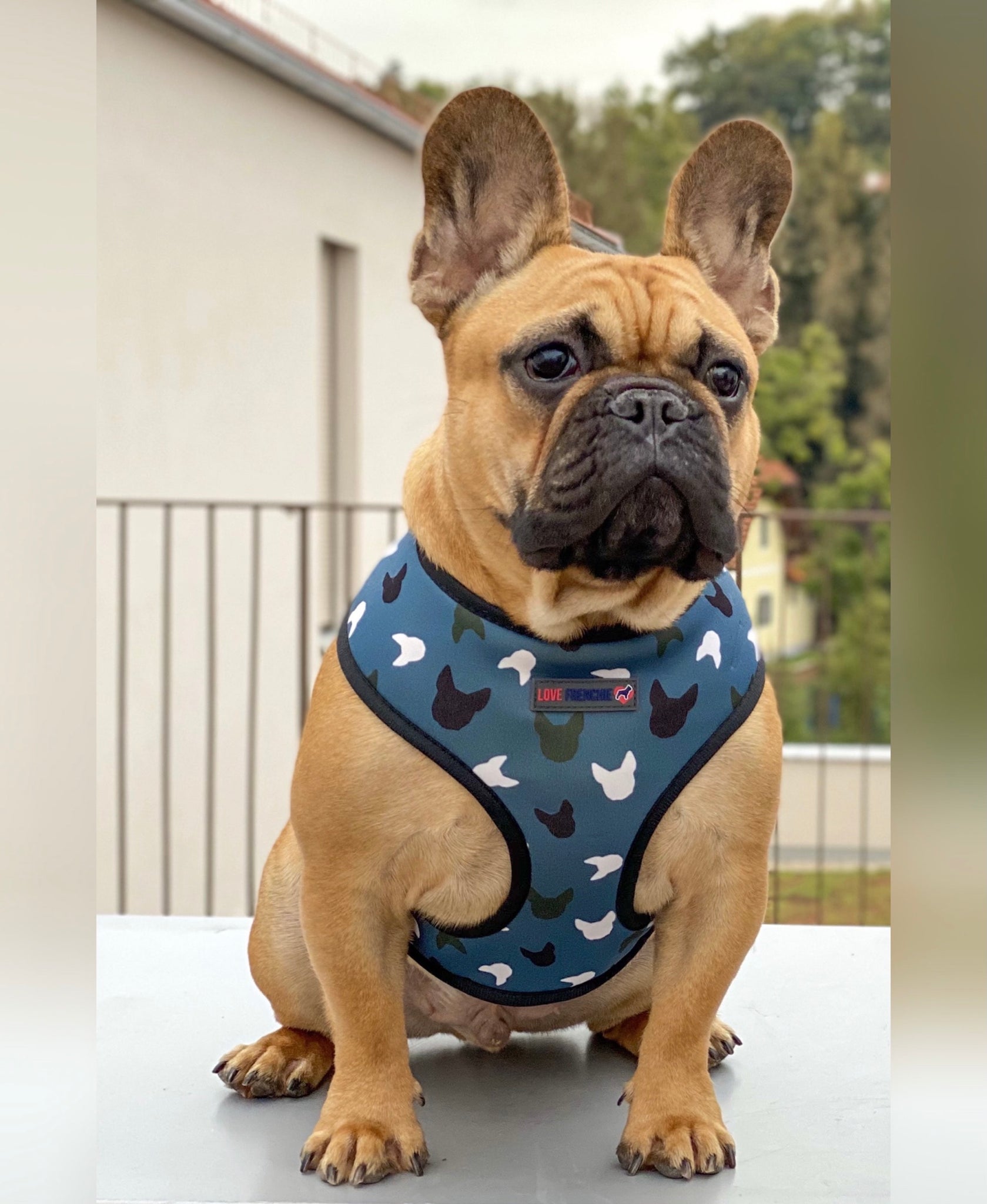 Frenchie 2025 harness reversible