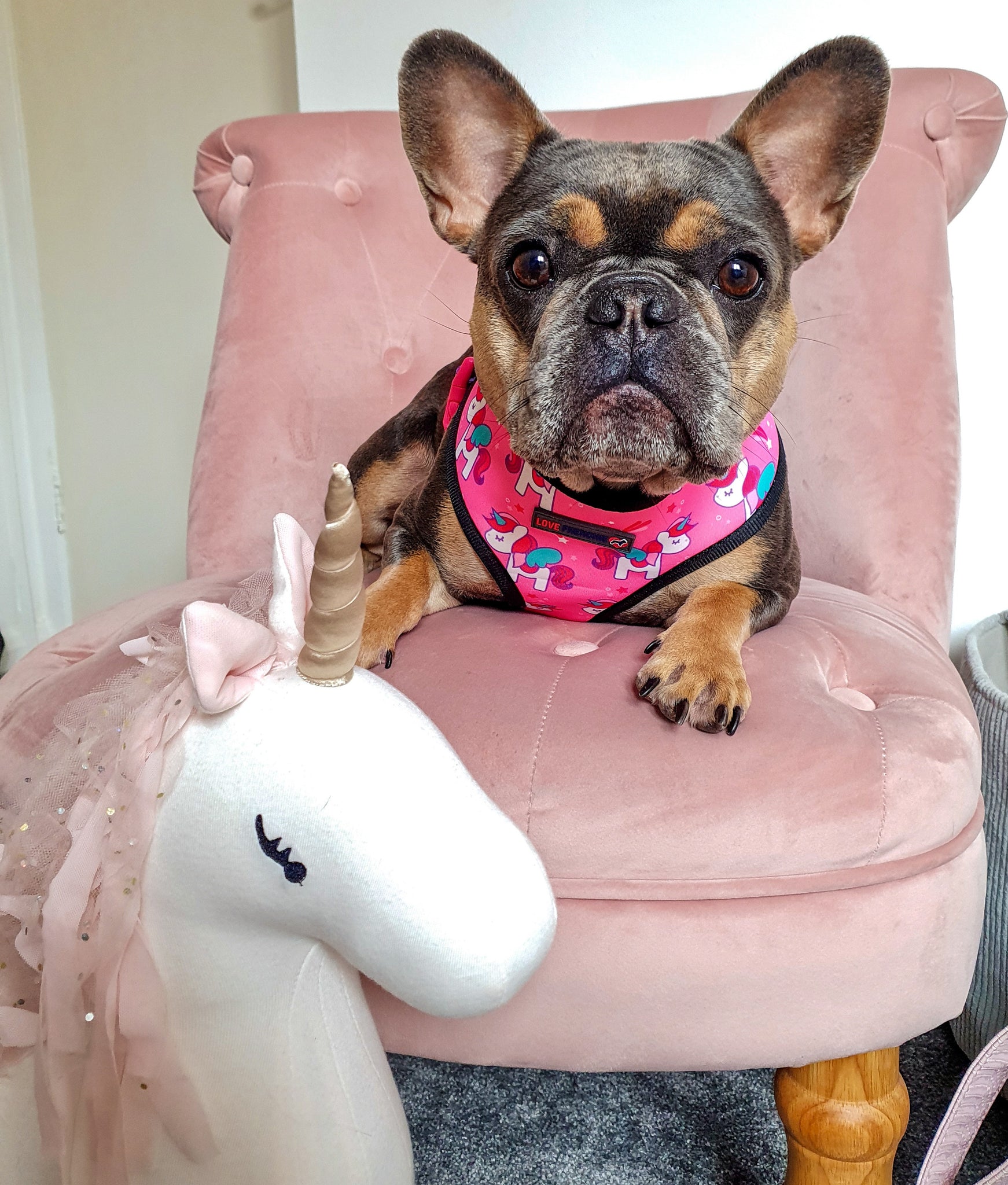 Frenchie unicorn harness best sale